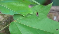 Pseudophyllodromia laticeps