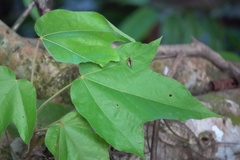 Pseudophyllodromia laticeps