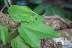 Pseudophyllodromia laticeps