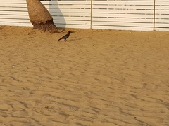 Corvus splendens protegatus