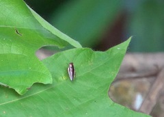 Pseudophyllodromia laticeps