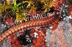 Cleidogona
