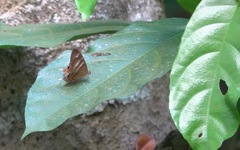 Abisara savitri