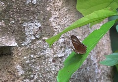 Abisara savitri