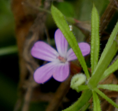 Geranium robertianum