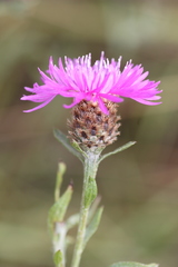 Centaurea decipiens