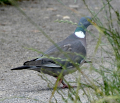 Columba palumbus