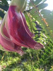 Sesbania grandiflora