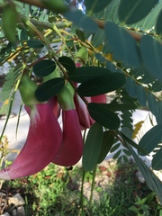 Sesbania grandiflora