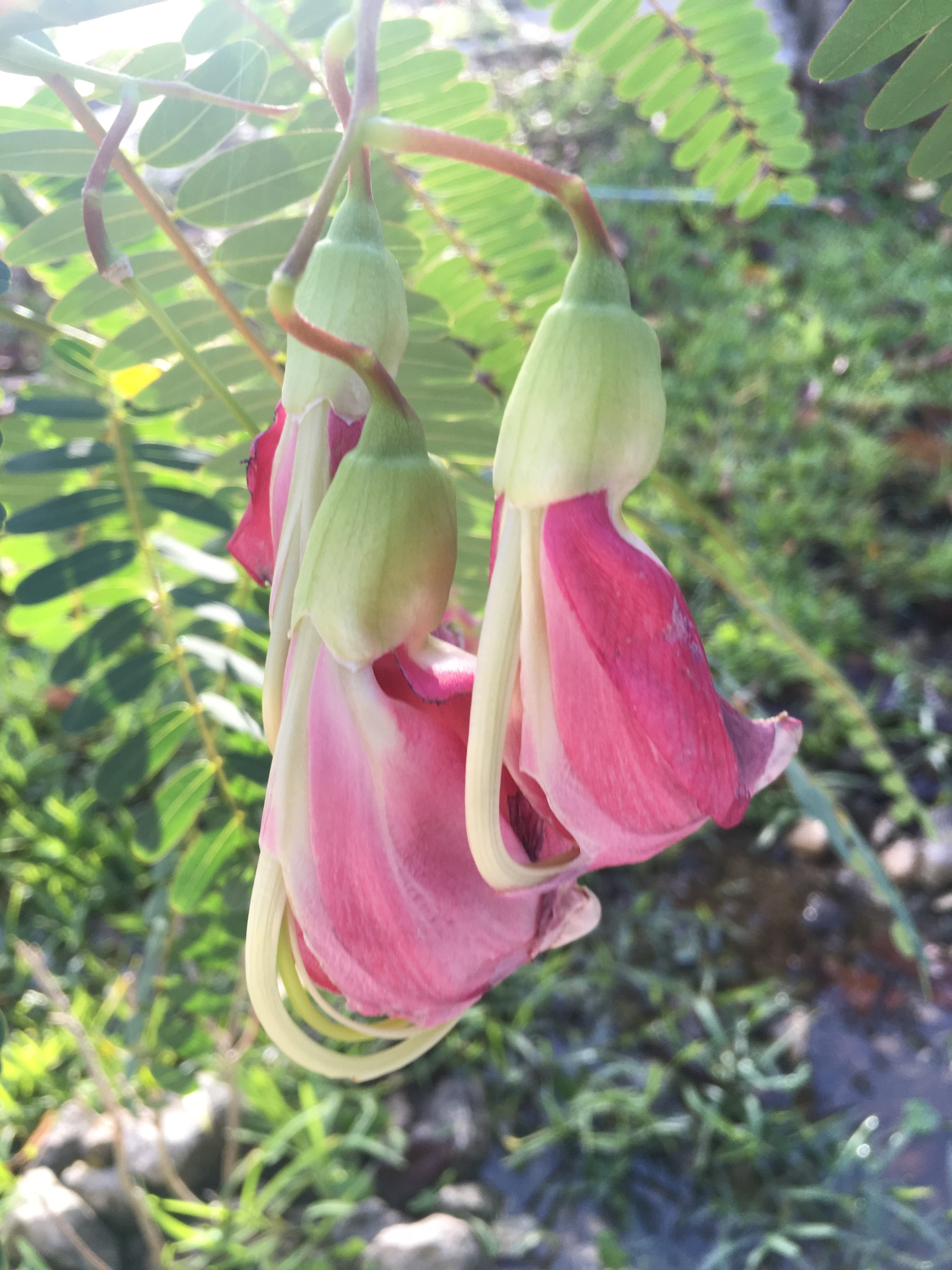 Sesbania grandiflora