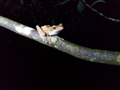 Polypedates cruciger