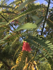 Sesbania grandiflora