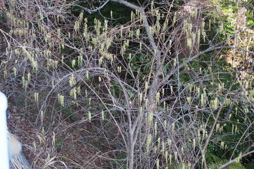 Stachyurus praecox (Stachyurus praecox)