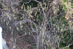 Stachyurus praecox