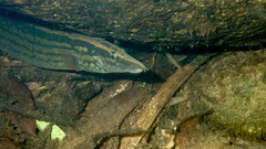 Mastacembelus armatus