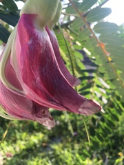 Sesbania grandiflora