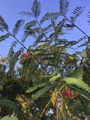 Sesbania grandiflora