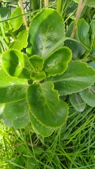 Kalanchoe