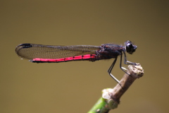 Chlorocypha consueta