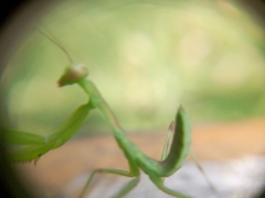 Hierodula transcaucasica