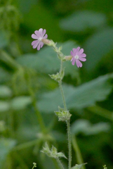 Silene dioica