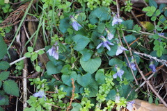 Viola grypoceras