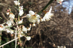 Prunus mume