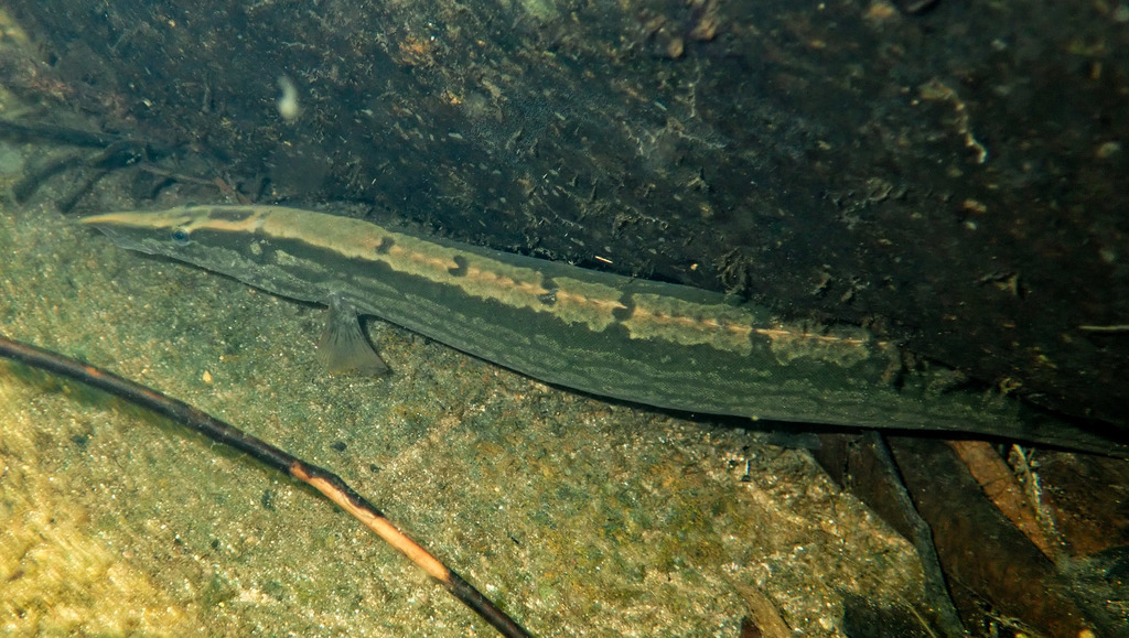 Spiny Eel
