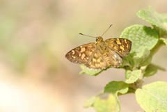 Bettonula bettoni