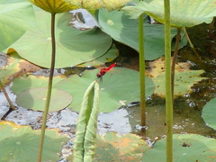 Urothemis signata insignata