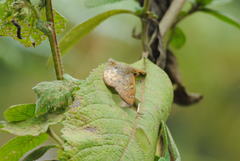 Eagris sabadius