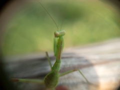 Hierodula transcaucasica