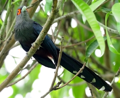 Phaenicophaeus sumatranus