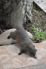 Callosciurus erythraeus
