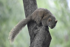 Callosciurus erythraeus