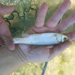 Squalius peloponensis