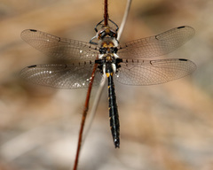 Helocordulia selysii