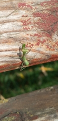 Hierodula transcaucasica