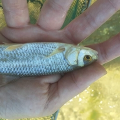 Squalius peloponensis