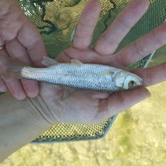 Squalius peloponensis