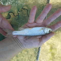 Squalius peloponensis