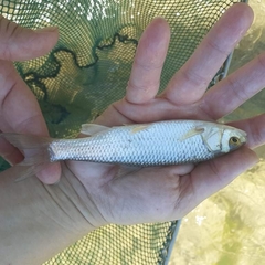 Squalius peloponensis