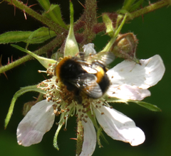 Bombus terrestris