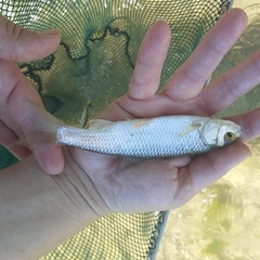 Squalius peloponensis