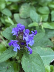 Prunella vulgaris