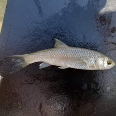 Squalius peloponensis