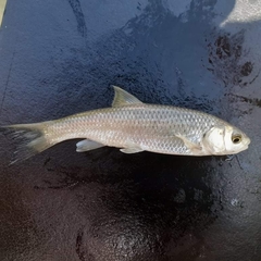 Squalius peloponensis