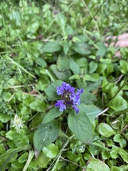 Prunella vulgaris