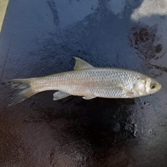 Squalius peloponensis