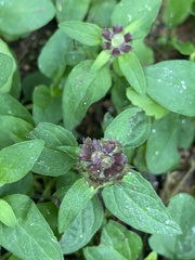 Prunella vulgaris